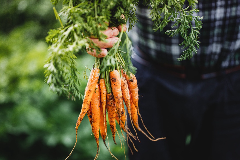 ‘Root vegetables such carrots, sweet potatoes, swedes and beetroot and dark, leafy greens are high in fibre, which supports steady energy release,’ Bailey says (Getty/iStock)