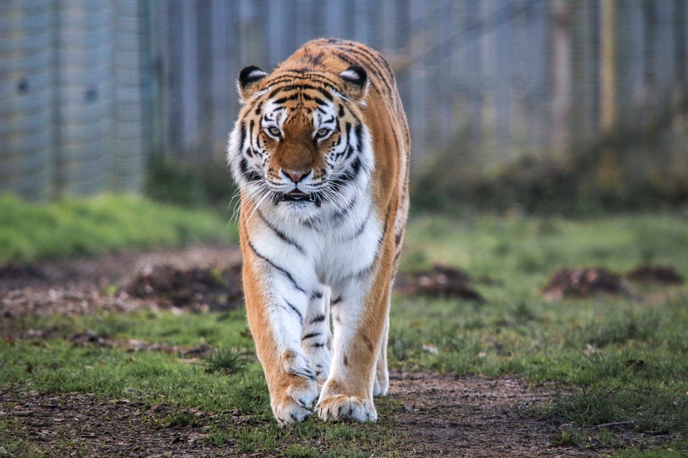 Undated handout photo issued by Yorkshire Wildlife Park of Tschuna, a 17-stone Amur Tiger, pictured last year (Yorkshire Wildlife Park)