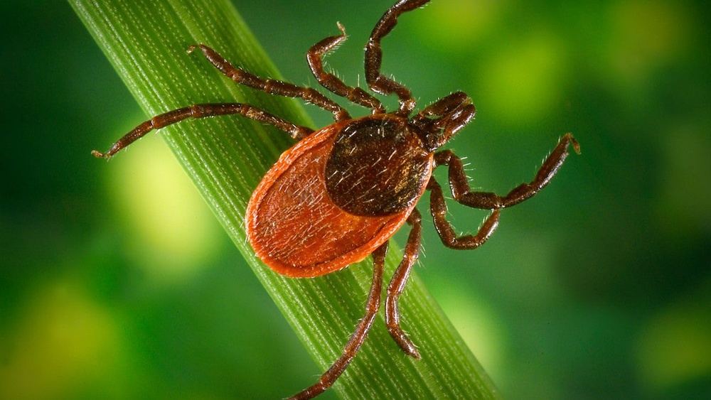 Experts are seeing more reports of blacklegged ticks this year. They carry Lyme disease (CDC)