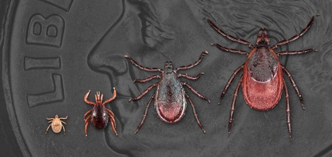 Nymphal blacklegged ticks are no larger than a poppy seed. They may be hard to spot initially (CDC)