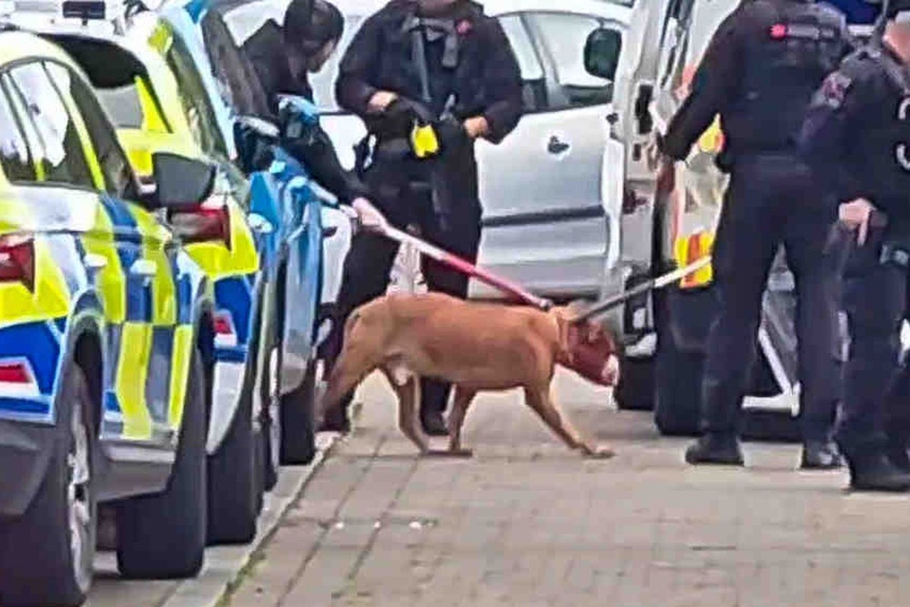 Baby and two adults rushed to hospital after dog attack in Manchester