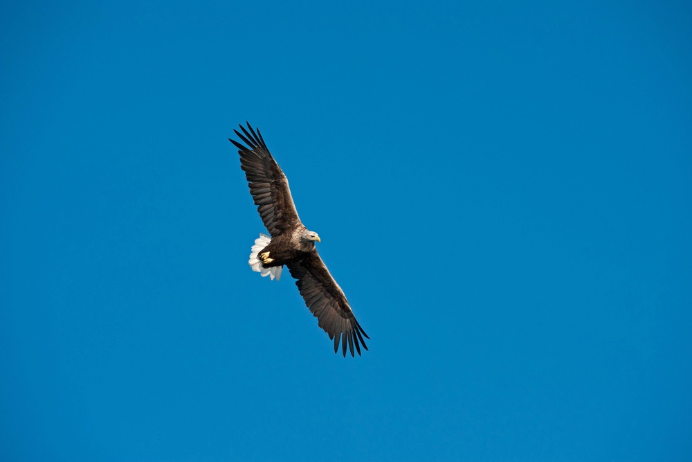 A white-tailed eagle in flight (Alamy/PA) (Local Library)
