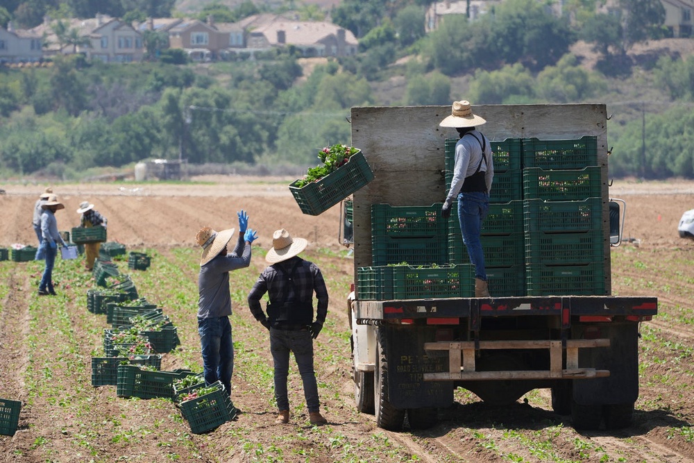 Trump officials reverse pause on immigration raids targeting farms and ...