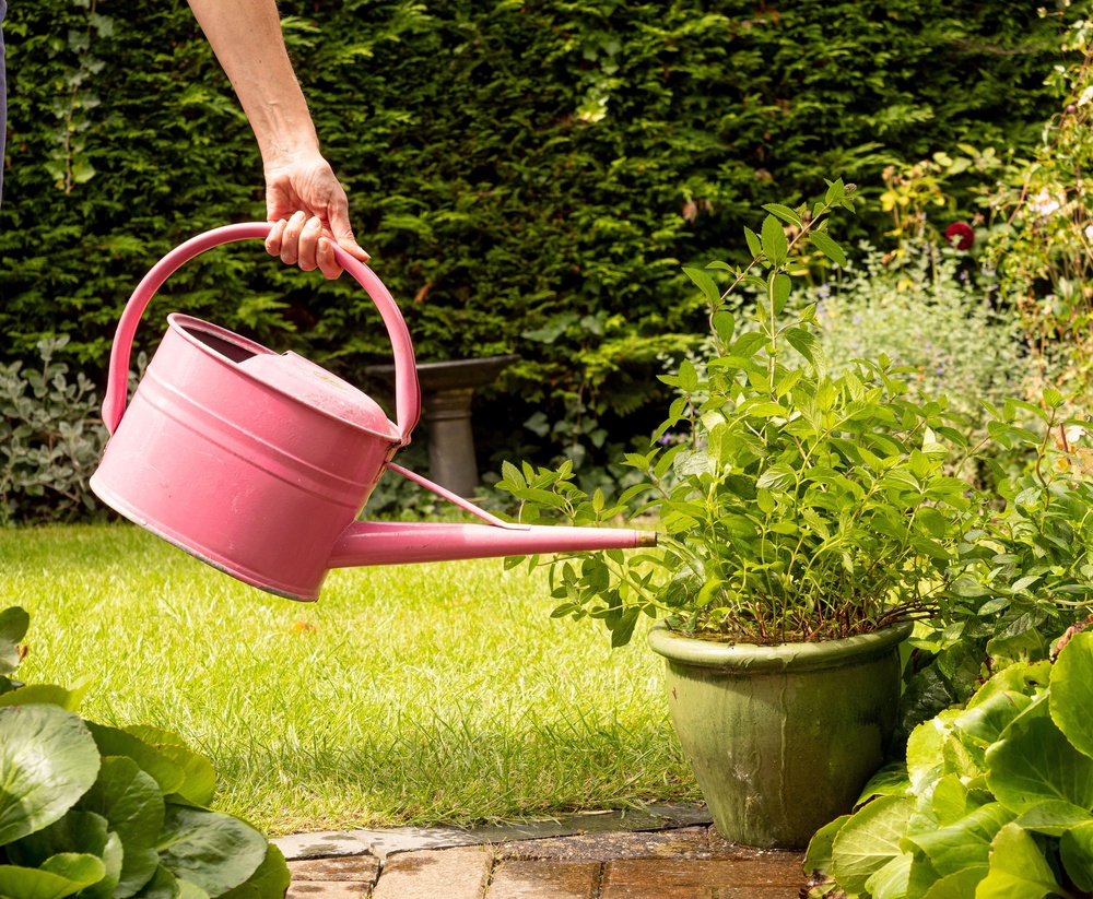 Water in the morning, as then your plants will stay hydrated all day (Alamy/PA)