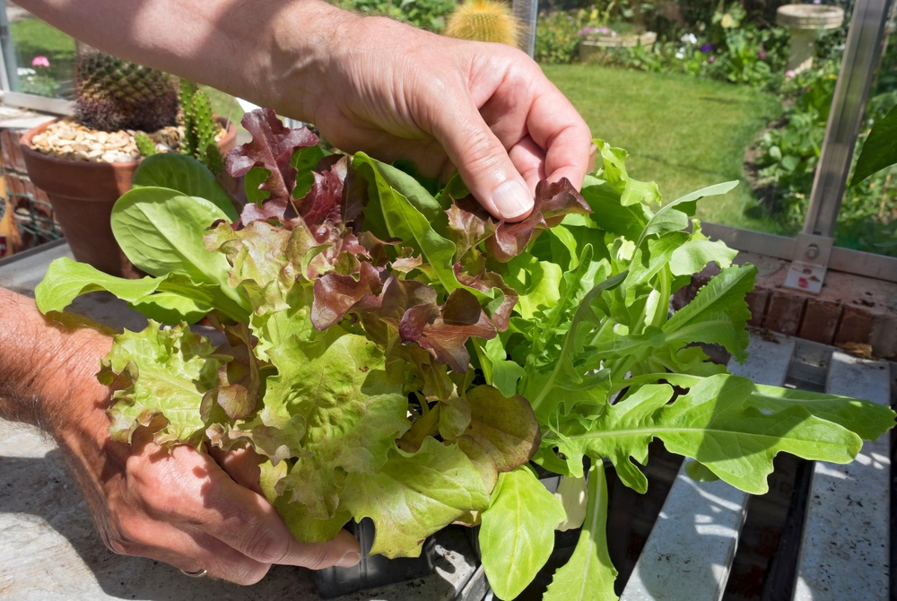 Looking after your lettuces in the heat is important (Alamy/PA)