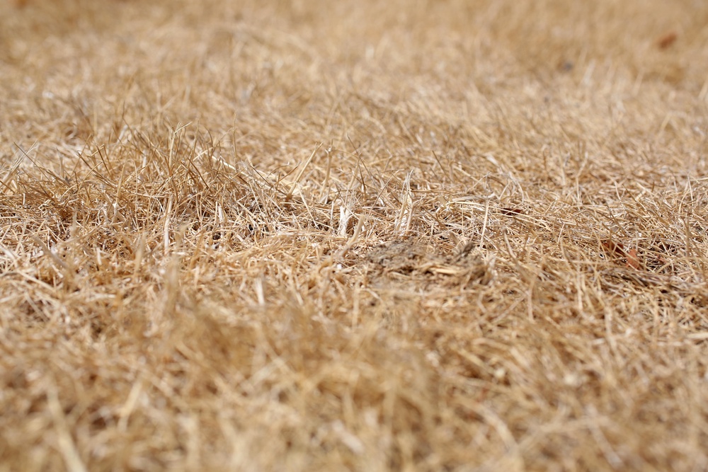 Your grass may look dry, but it is best to leave it as is, experts say (Alamy/PA)