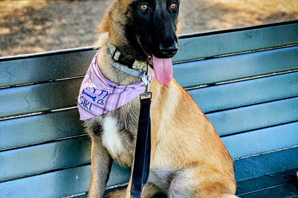 California dog trainer charged with animal cruelty, evidence ...