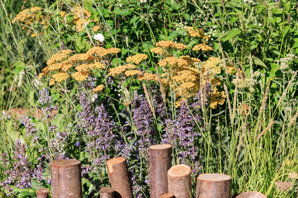Exotic: Garden designers have used Mediterranean planting at the Hampton Court Palace Garden Festival (RHS)