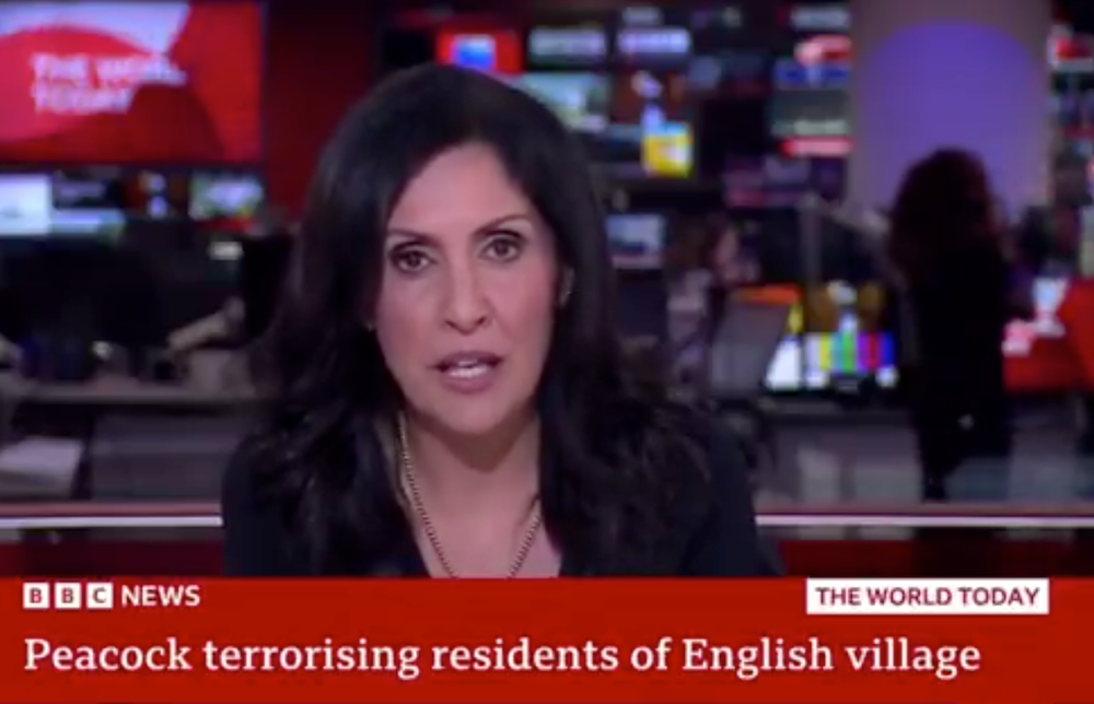 Maryam Moshiri is also known for her viral funny moments on BBC News as well as her hard-hitting reporting (BBC)