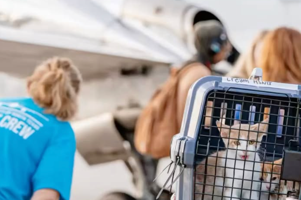 Animals impacted by deadly Texas floods get private flight to safety to