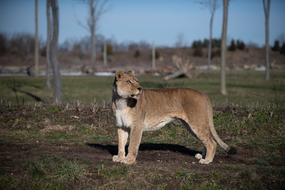 A lioness, Asali, at the Columbus Zoo in Ohio, one of the impacted zoos by the swatting craze (Columbus Zoo and Aquarium)