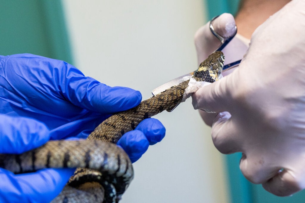 A grass snake in Cornwall had to be freed by the RSPCA from a glue trap (RSPCA)