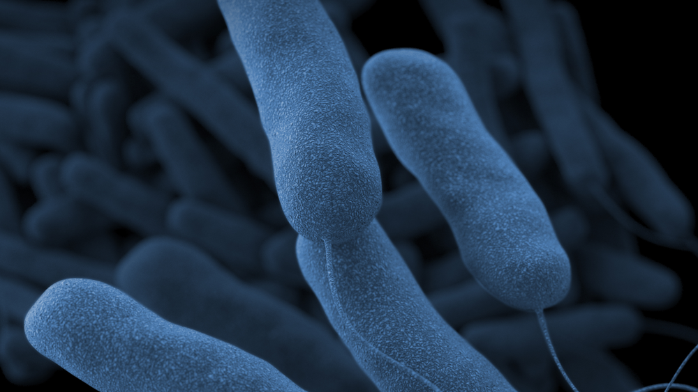 Legionella bacteria, seen in this image, is the cause of Legionnaires' disease. The severe type of pneumonia can be fatal (CDC)