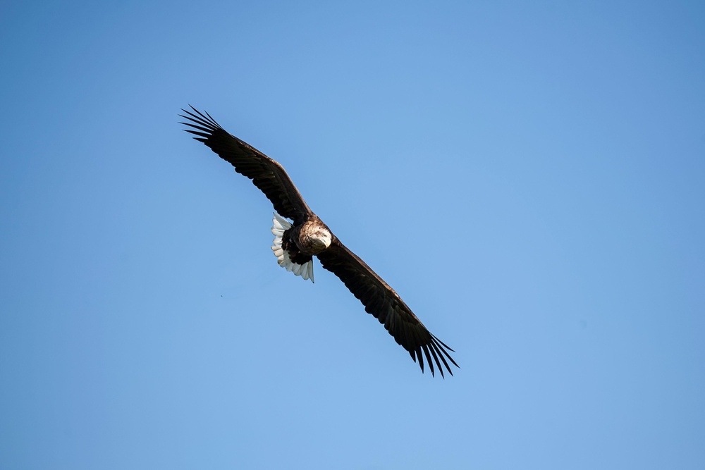 White tailed eagles are the UK’s biggest bird of prey and are nicknamed ‘flying barn doors’ (Alamy/PA) (Alamy/PA)