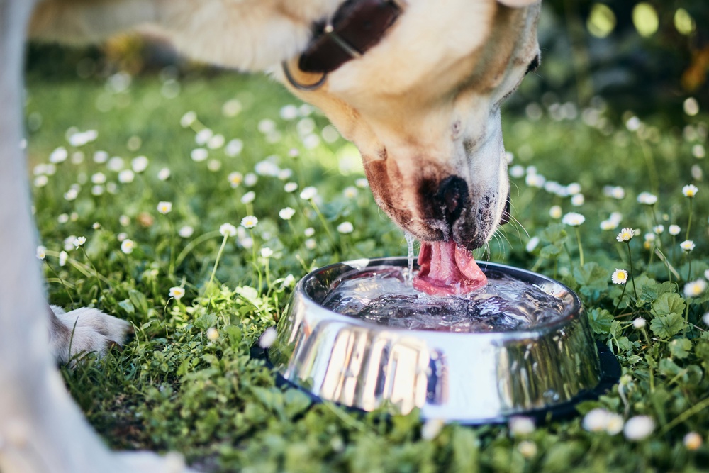 Always provide fresh water to keep them hydrated. (Alamy/PA)