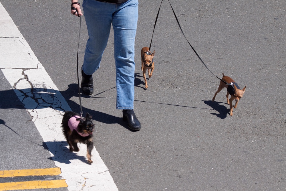 Pavements, roads and sand can burn your dog’s paw pads. (Alamy/PA)