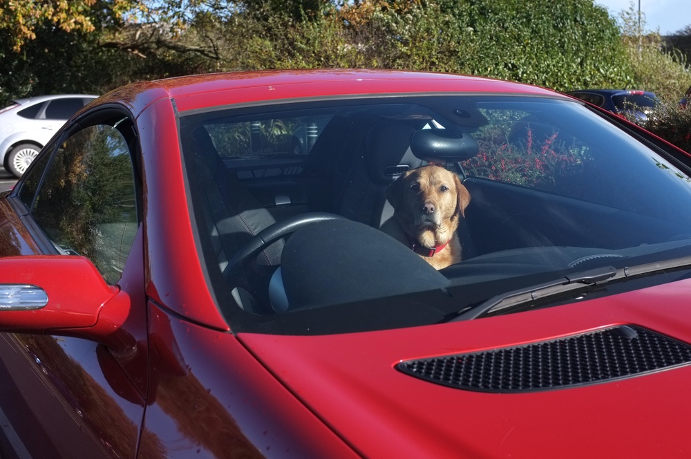 Never leave your dog alone in a car when it’s hot. (Alamy/PA)