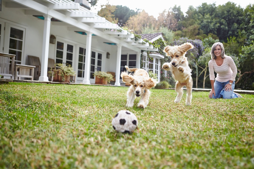 Try to slow down a bit when exercising your dog. (Alamy/PA)