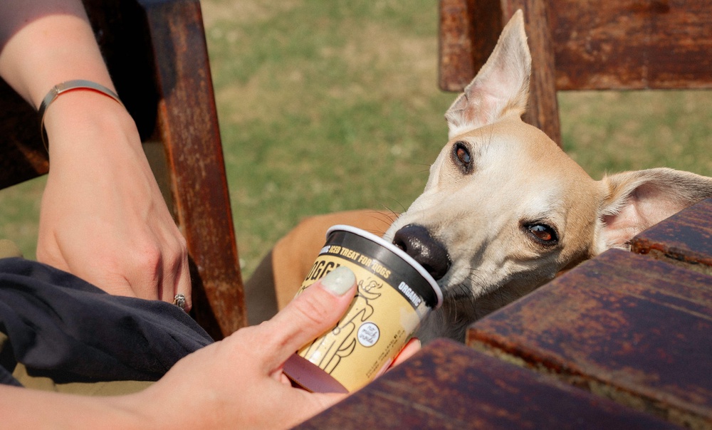 Give your dog ice cubes or frozen treats (Alamy/PA)