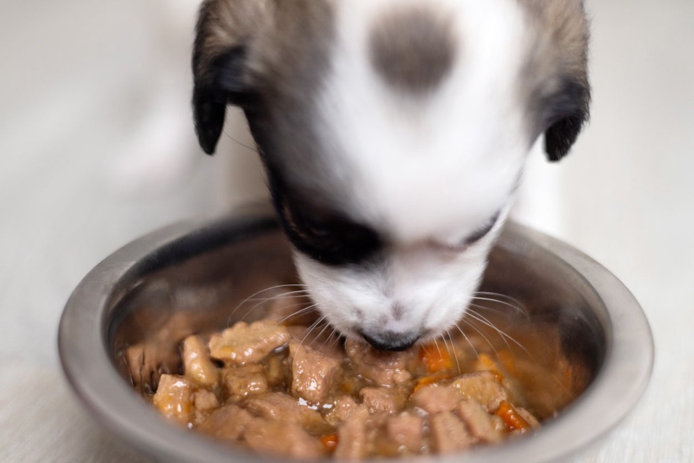 A worker mistakenly gave the woman dog food (Getty/iStock)