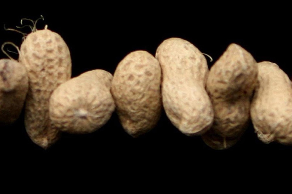 A study by King’s College London in 2024 found regularly feeding children peanuts from infancy until the age of five reduced the rate of peanut allergy by 71 per cent (Katie Collins/PA) (PA Archive)