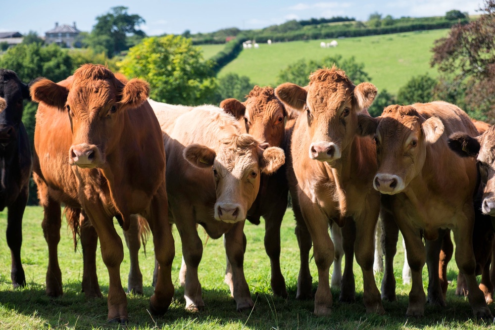 Last year, a single case of atypical BSE was confirmed on a farm in Essex. (Getty/iStock)