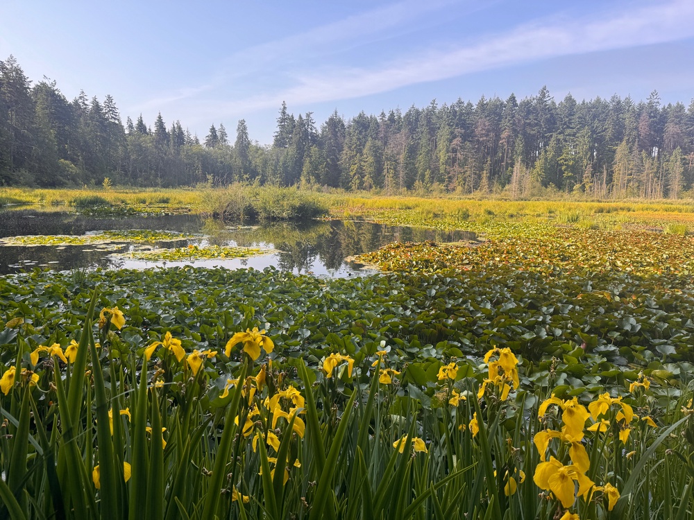 Stanley Park is a lush green space in Vancouver with winding trails (Robin McKelvie / The Independent)