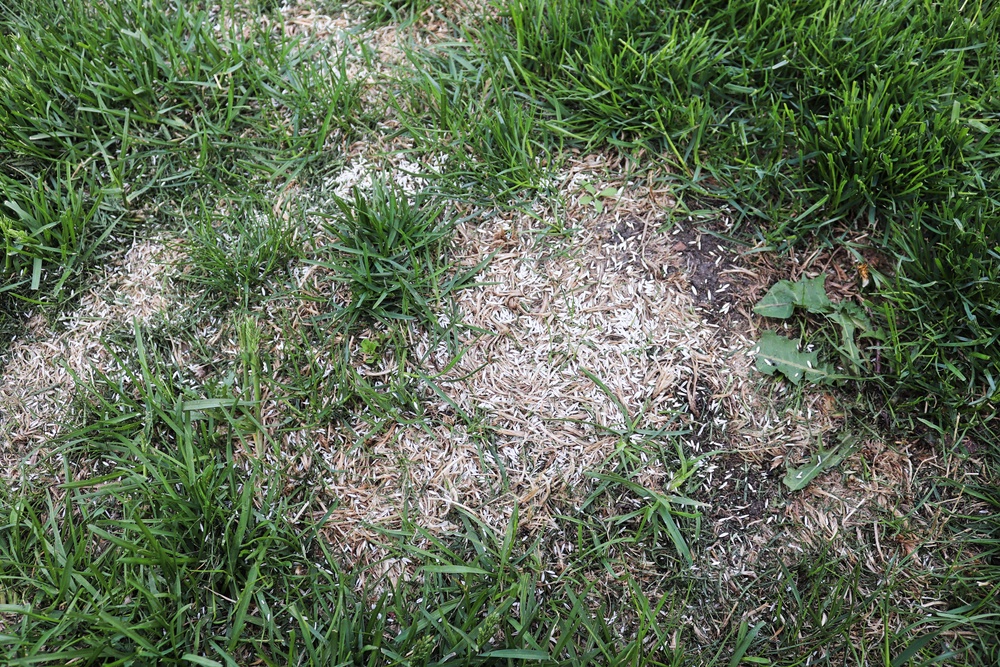Patches of dead or missing grass are common after summer (Alamy/PA)