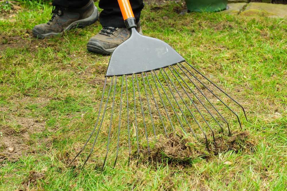 Use a rake (or a powered scarifier if you’ve got one) to remove thatch (Alamy/PA)