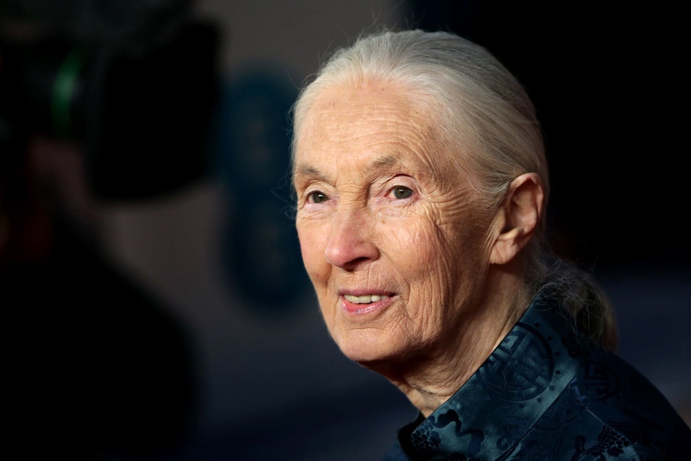 Conservationist and chimpanzee expert Dame Jane Goodall dies aged 91