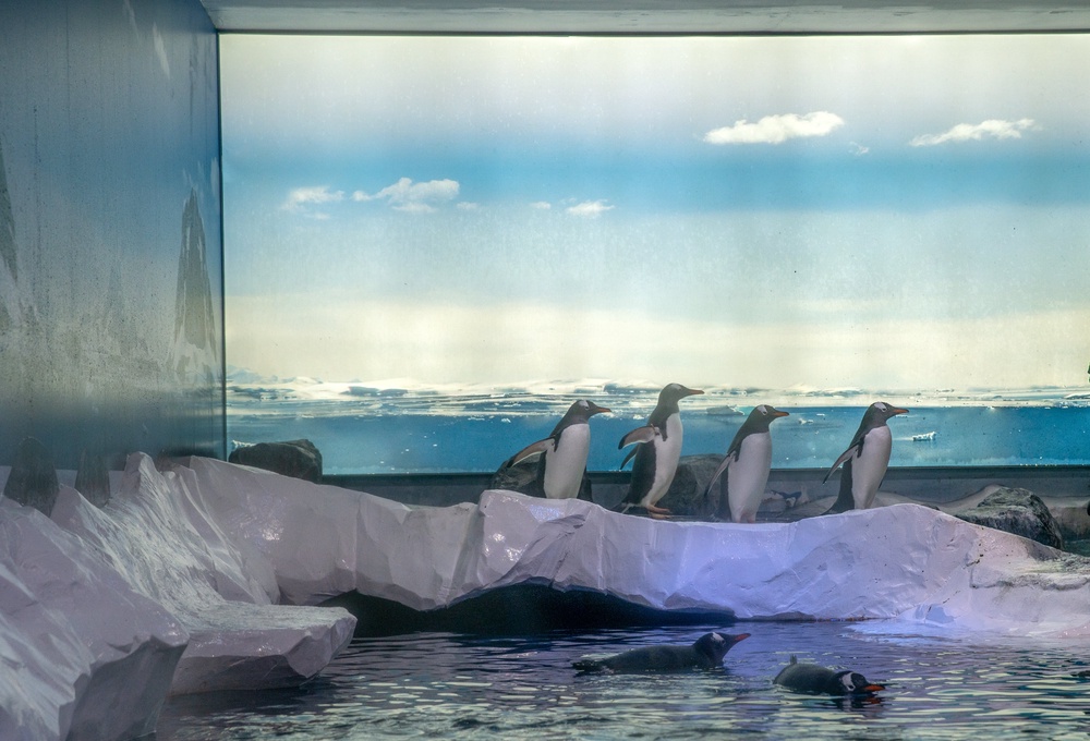 Owners of the Sea Life London Aquarium stated they will commence work in 2027 on an ‘enhanced’ enclosure situated at the National Sea Life Centre in Birmingham to bring together the gentoo penguin colonies presently housed across the two venues
