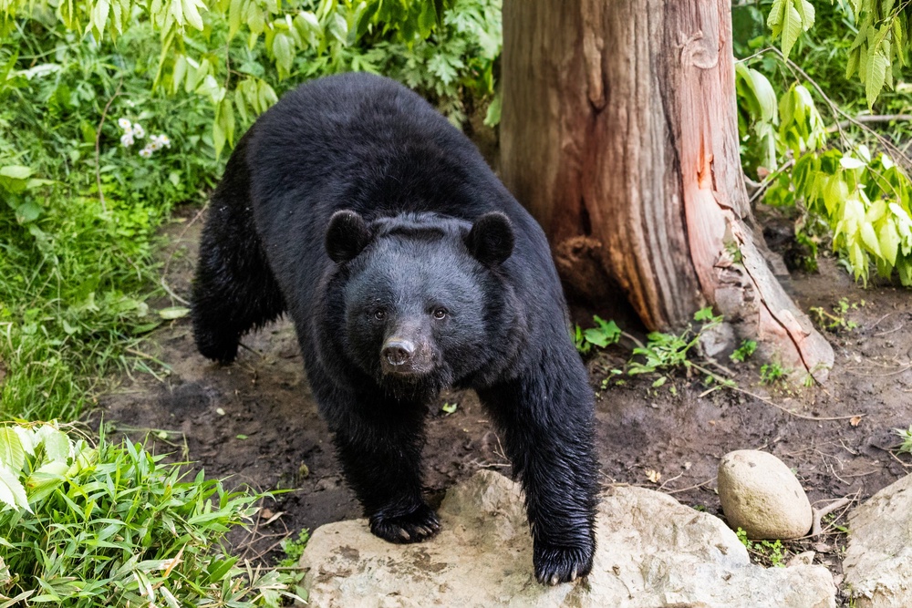 File: Japanese black bear (Getty/iStock)