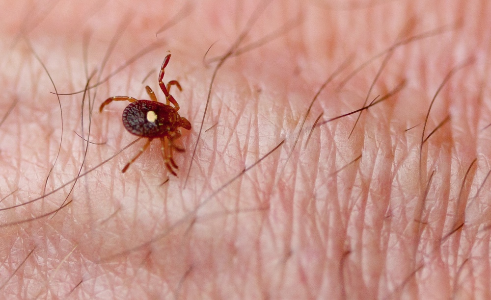 Some ticks are infected with germs that can cause serious diseases (Getty/iStock)