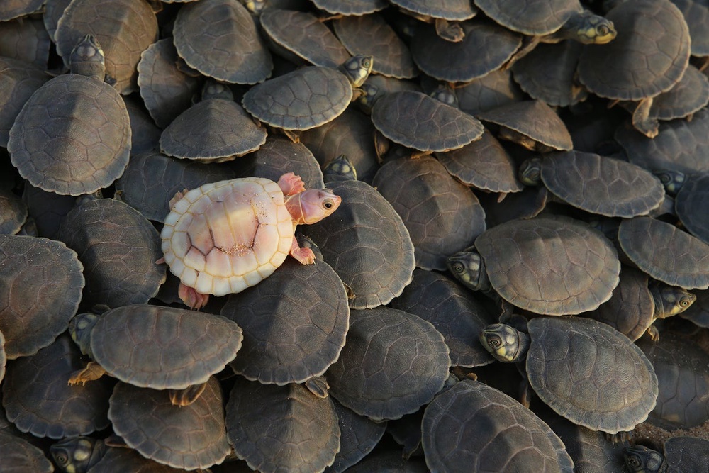 Photos show release of giant Amazon river turtle hatchlings in key ...