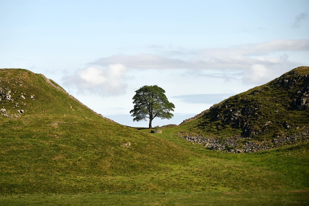 The Sycamore Gap tree was deliberately cut down overnight in September 2023, prompting a national outcry and a police investigation (John Millar/National Trust/PA)