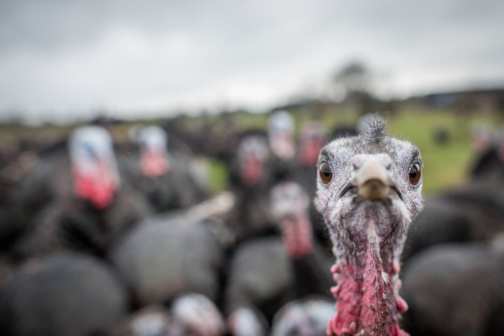 he disease was found at a commercial farm near Belford in north Northumberland (stock image) (Getty/iStock)