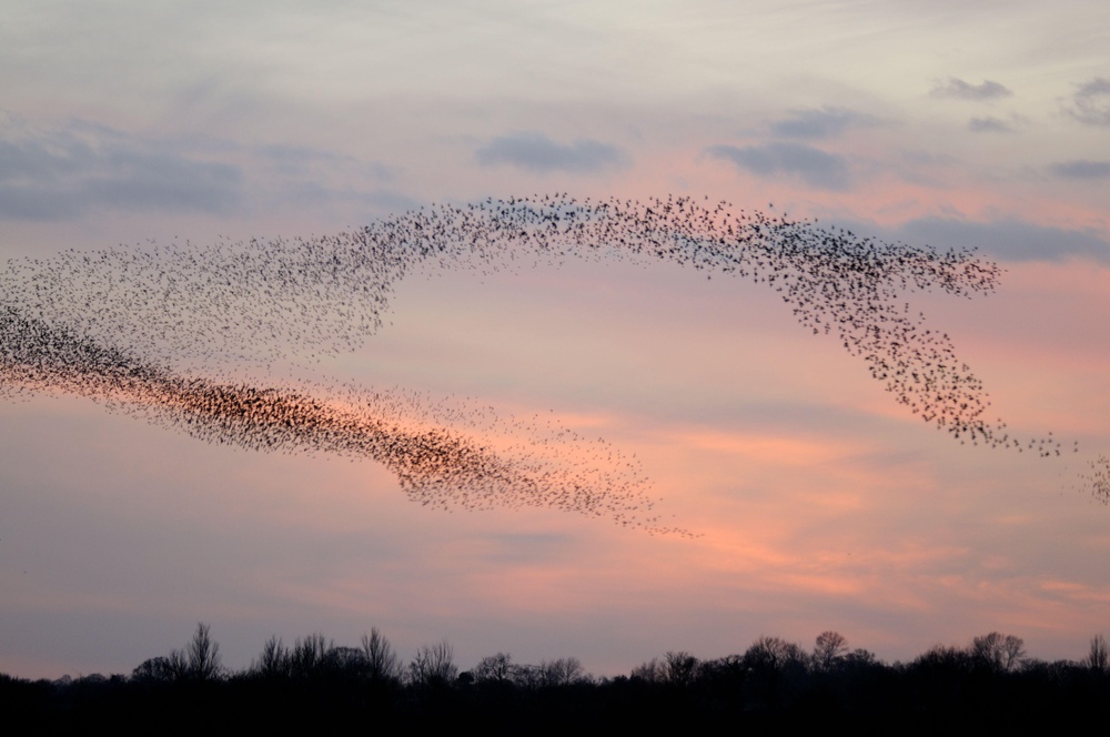 A starling murmuration in Suffolk (PA)