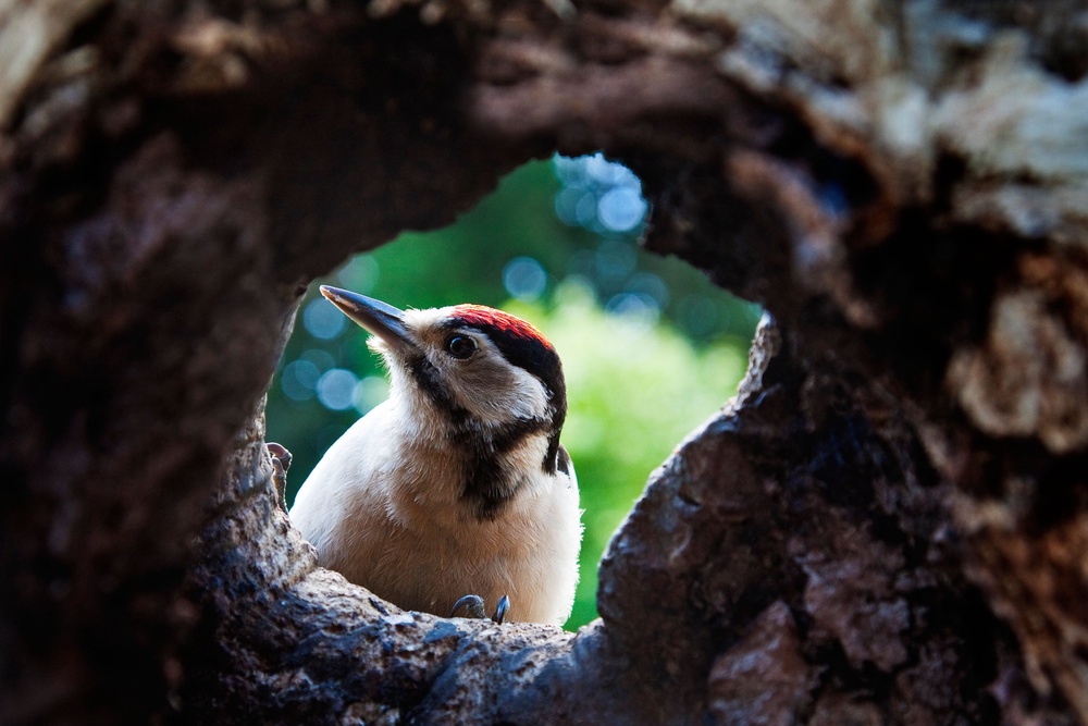 Great spotted woodpecker looking into a hollow tree (PA)