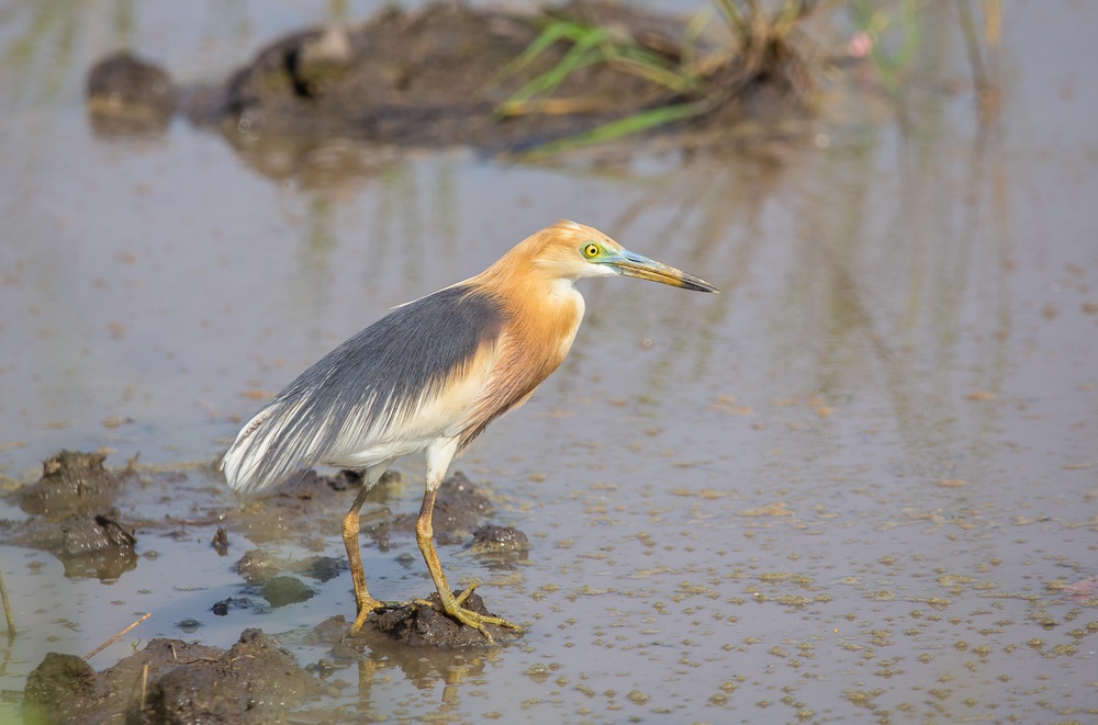 Chinese pond heron in the fields of Thailand (PA)