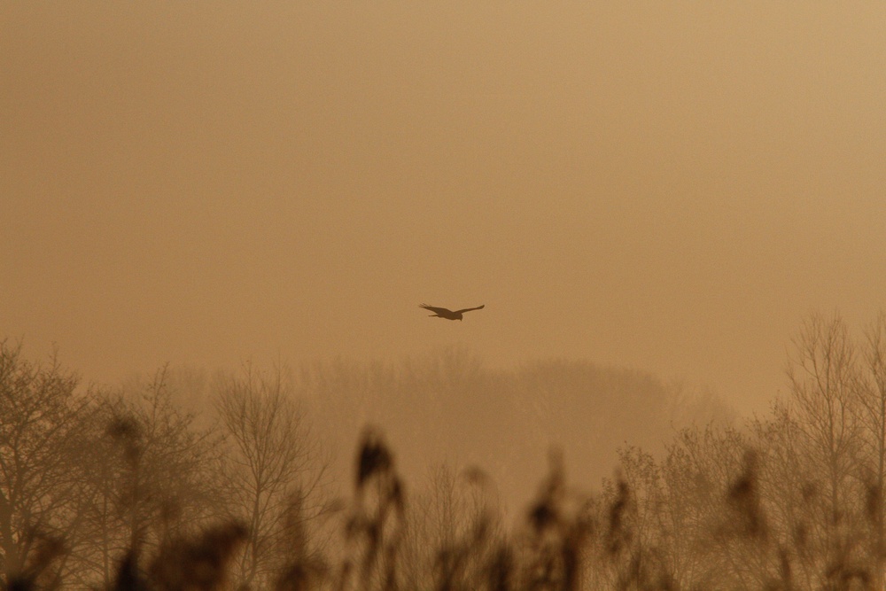 Marsh harrier in Somerset Levels (PA)