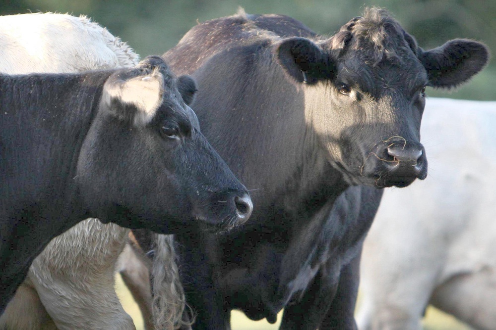 The NFU warned farmers to vaccinate their livestock (PA) (PA Archive)