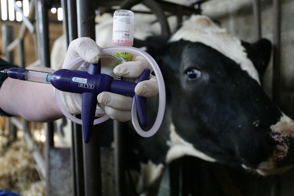Vet Steve Trickey holds Intervet’s new Bluetongue serotype 8, Bovilis BTV8 vaccine which was administered to Doreen, the first animal in the UK to receive the vaccine at Bixley Farms, Norfolk (PA) (PA Archive)