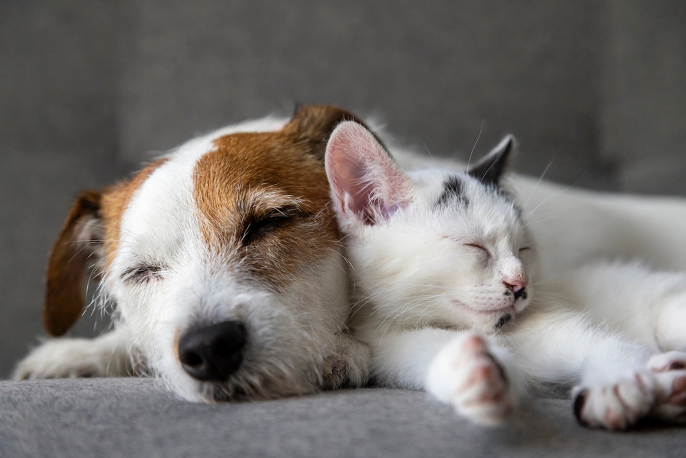 Little is known about cats in comparison to the information on their canine counterparts (Getty/iStock)
