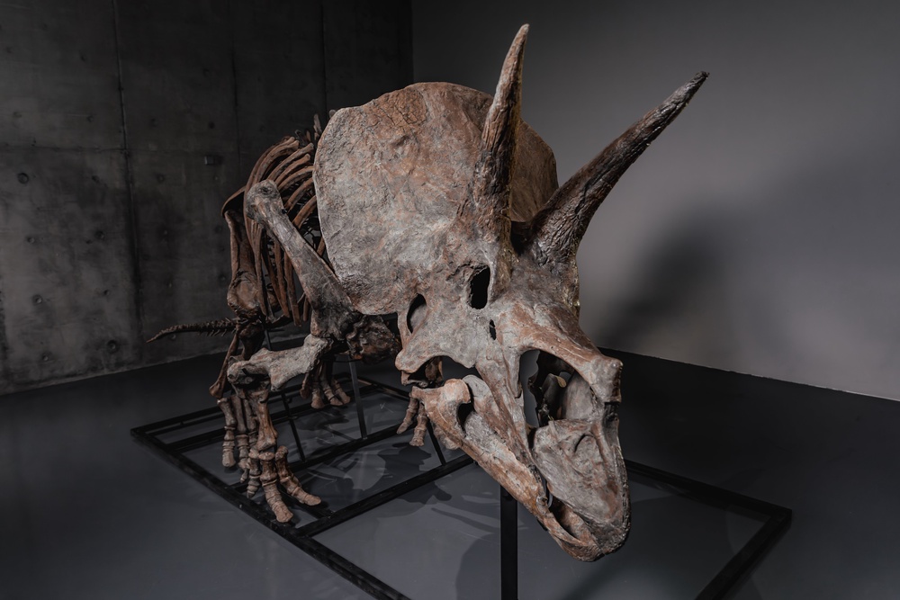 Proxy Skeleton Triceratops skeleton set for multi-million dollar auction sale as ...