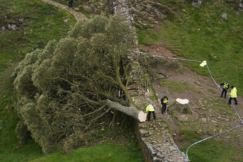 The Sycamore Gap tree was deliberately cut down in September 2023 (Owen Humphreys/PA) (PA Archive)