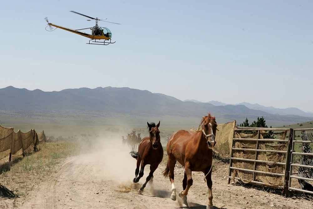 The Bureau of Land Management came under fire for trying to corral horses with helicopters (Getty)