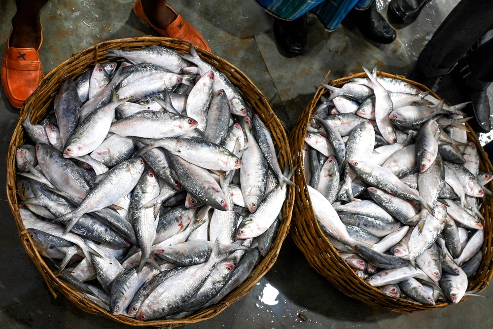 File: Fish have become a key election talking point in West Bengal – with claims the BJP will stop people eating it, and candidates for the party carrying them around during campaigning (AFP/Getty)