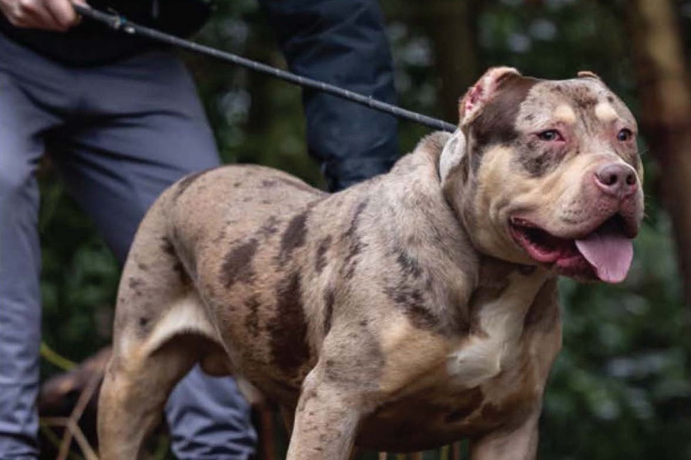 An XL bully which killed John McColl on a street in Warrington, Cheshire, on 24 February 2025 (PA Media)
