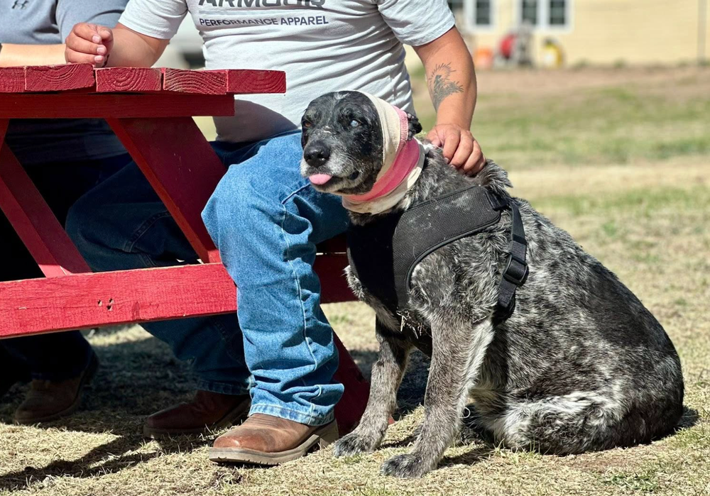 A half-blind, 12-year-old dog fought off a bear that broke into her owner’s New Mexico home, leaving her with severe injuries in March (Española Humane)