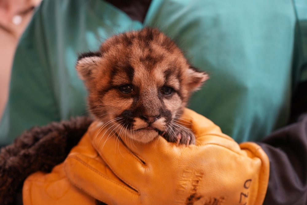 The three-week-old male cub, named Crimson, was rescued in Southern California last week after his mother abandoned him (Oakland Zoo)